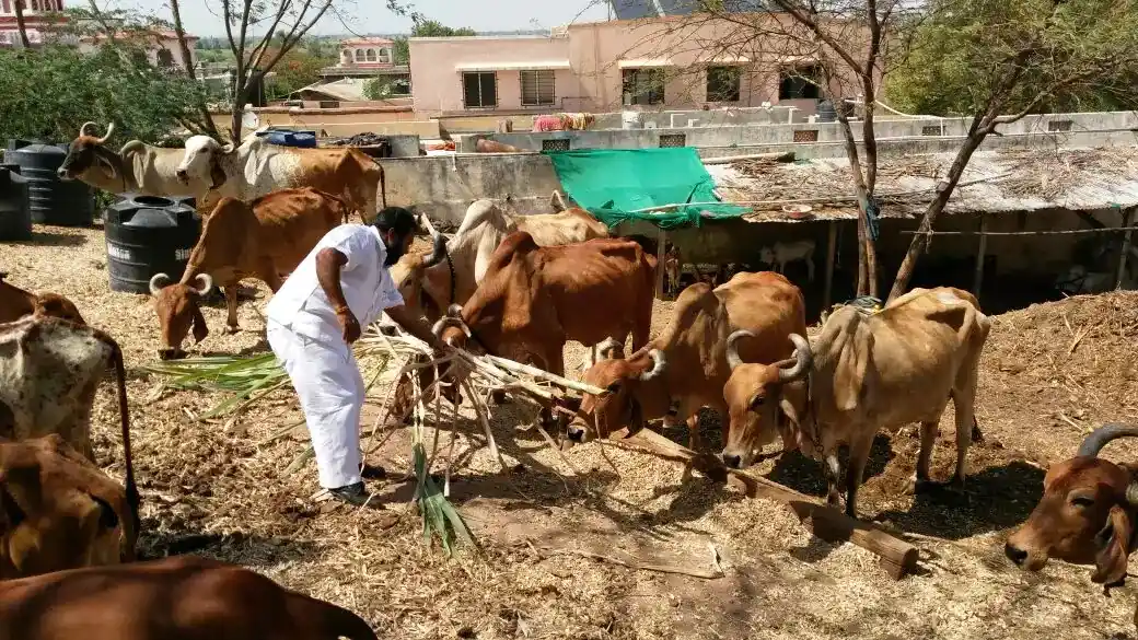 a rural scene where a person is feeding a group of cows.there are structures that suggest a farm or livestock area, with a partially covered shelter and some trees. The environment looks dry, indicating a warm climate, and the overall setting reflects agricultural activity.